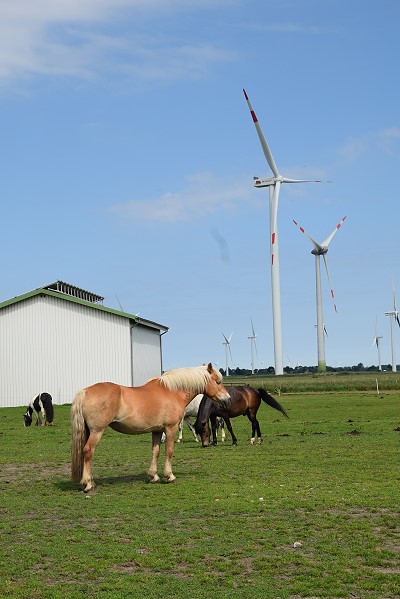 Pferde auf dem Bauernhof Mehlert bei Brunsbüttel