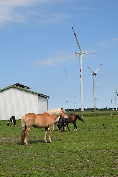 Pferde auf dem Bauernhof Mehlert bei Brunsbüttel
